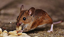 24 Hour & Emergency Exterminators in Starcrest Of Cal, CA